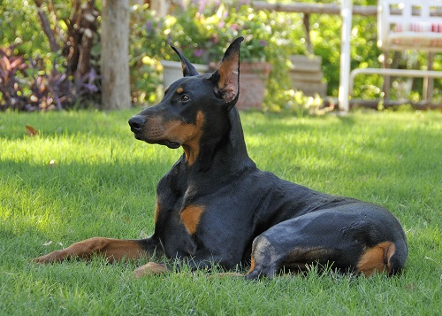 Doberman in Grass
