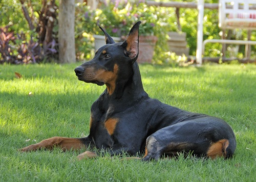 The Doberman Pinscher Club of Dallas