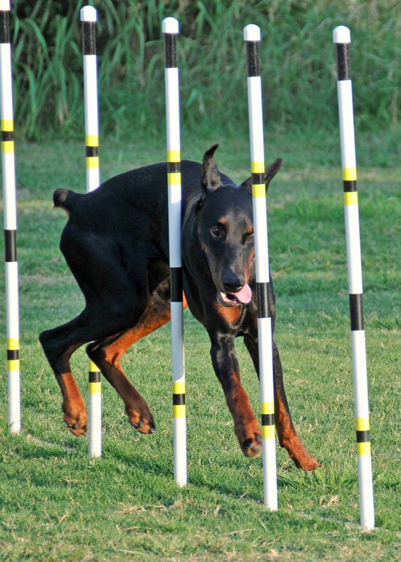 Doberman agility sales