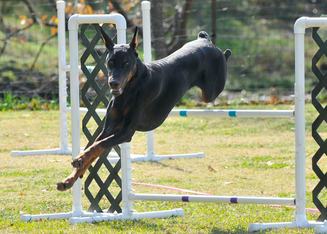 Agility Doberman Pinscher Club of Dallas